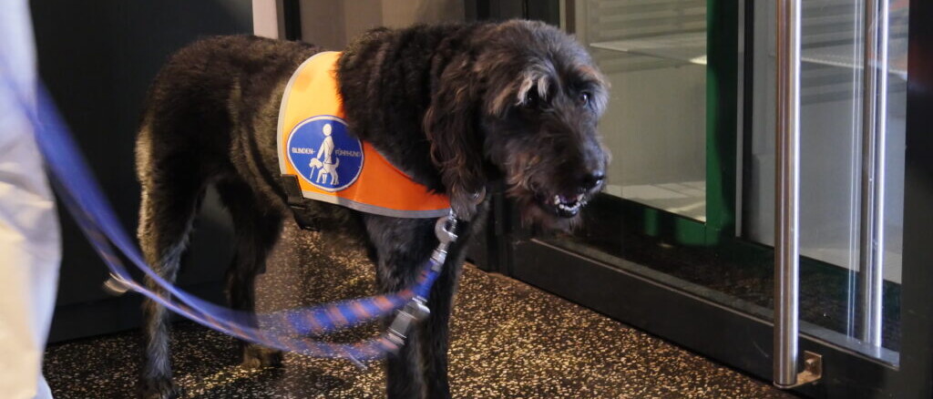 Schwarzer Assistenzhund trägt orange Weste mit blauem Symbol, steht an einer Glastür an der Leine neben einer Person.