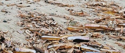 Sandstrand &uuml;bers&auml;t mit vielen langen braunen Muschelschalen; im Vordergrund liegt ein offenes Heft zwischen den Schalen.