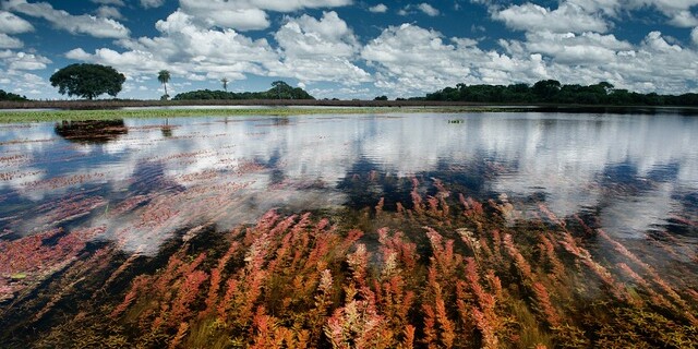Flacher Klarsee mit rot-orangeen Wasserpflanzen im Vordergrund, spiegelnder Oberfl&auml;che, wei&szlig;en Wolken &uuml;ber blauem Himmel und Baumreihe am Horizont.