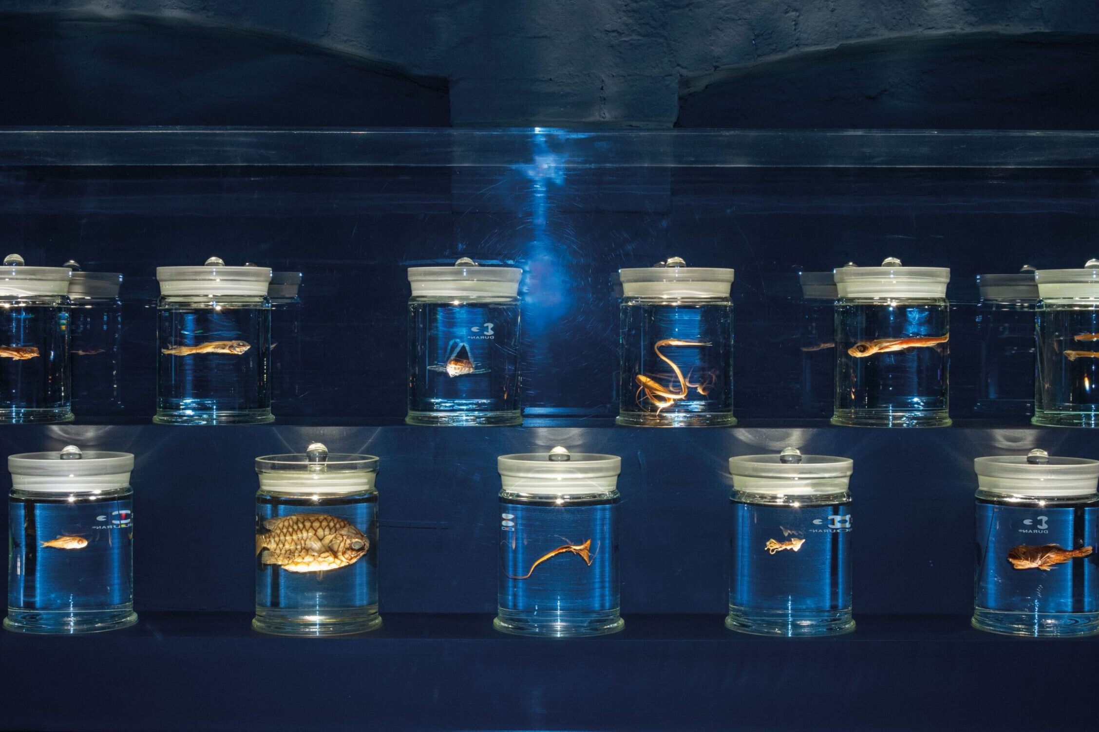 Zwei Reihen verschlossener Glasgefäße in einer Vitrine, jeweils mit blau getöntem Konservierungsflüssigkeit und einem einzelnen konservierten kleinen Fisch oder Meeresorganismus vor dunklem blauem Hintergrund.